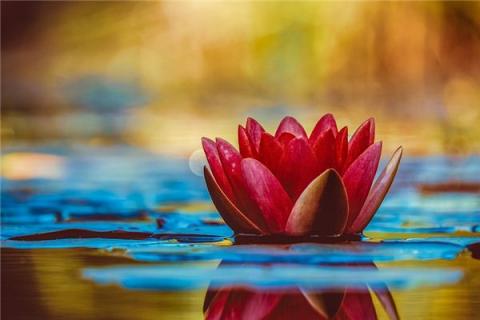 梦见花是什么预兆,梦见花是什么意思 梦见花是什么预兆,梦见花是什么意思