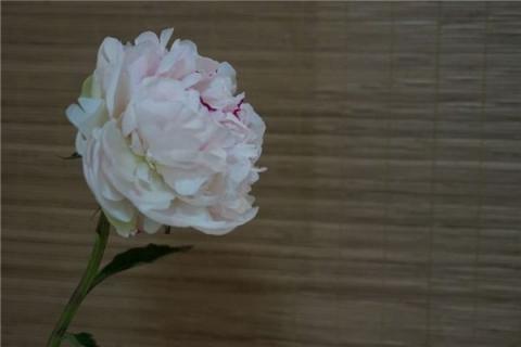 梦见美丽的芍药花是什么预兆,梦见美丽的芍药花是什么意思 梦见美丽的芍药花是什么预兆,梦见美丽的芍药花是什么意思
