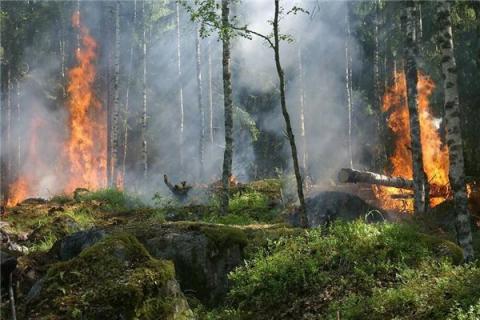 梦见火烧山野是什么预兆,梦见火烧山野是什么意思