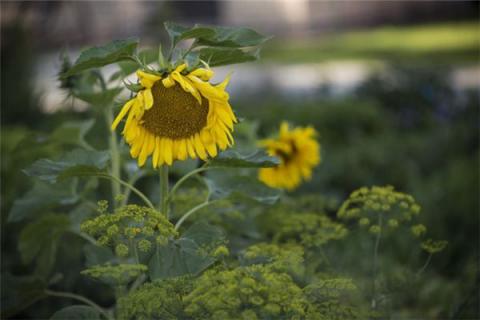 梦见太阳花是什么预兆,梦见太阳花是什么意思 梦见太阳花是什么预兆,梦见太阳花是什么意思
