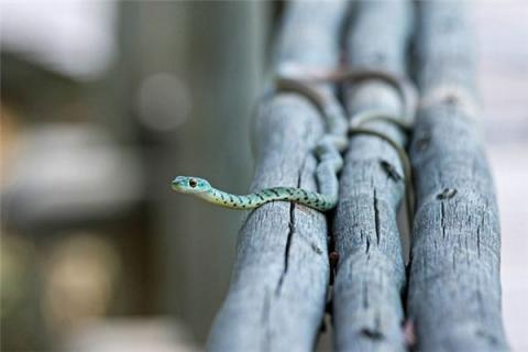 梦见大蛇和小蛇是什么预兆,梦见大蛇和小蛇是什么意思 梦见大蛇和小蛇是什么预兆,梦见大蛇和小蛇是什么意思