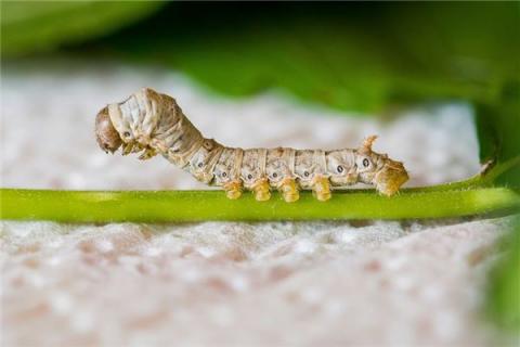 梦见身上有蛆虫是什么预兆,梦见身上有蛆虫是什么意思